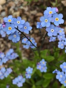 alaska state flower