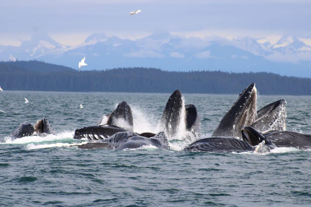 Alaska whale bubble feeding