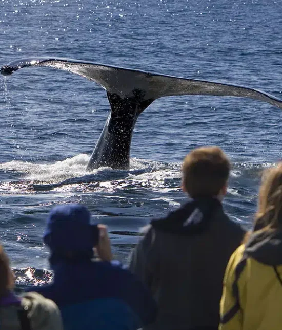 Seniors watching whales in Alaska